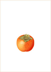 fuyu persimmon